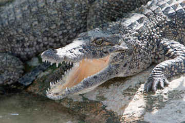 Crocodile