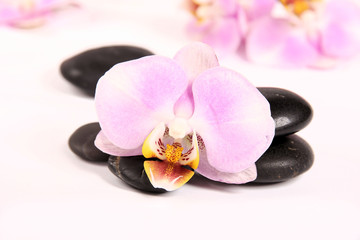 Obraz na płótnie Canvas Lava stones with orchid blossoms