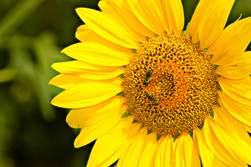 Yellow sunflower is pollinated by bees
