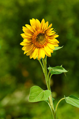One sunflower on a green background