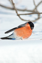 Bullfinch, Pyrrhula pyrrhula