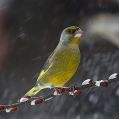 Green finch in snowfall - Carduelis chloris