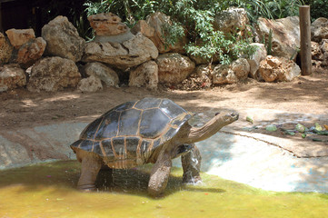 Huge galapagos turtle in zoo pond.