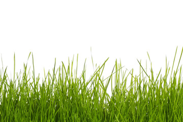 gras vor weissem hintergrund
