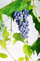 cluster fresh grape