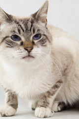 Obraz premium Cat Old-style Siamese