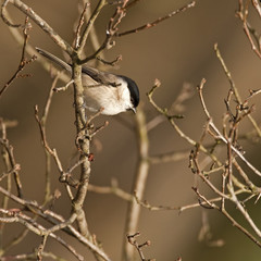 Poecile palustris (Mésange nonnette - Marsh Tit)