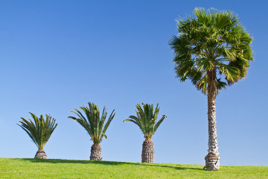 Palm Scene