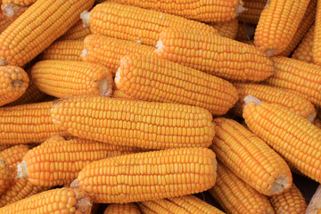 corn bonzi material