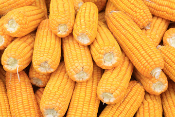 corn bonzi material