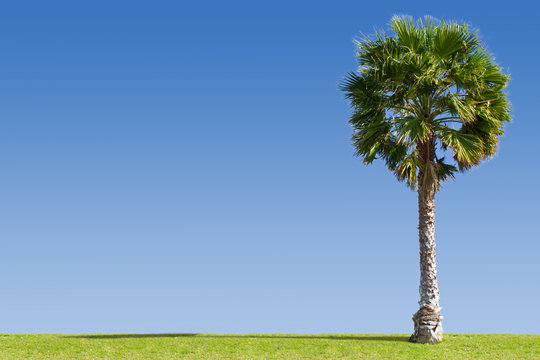 Palm Scene