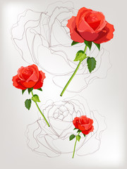 Roses on base background
