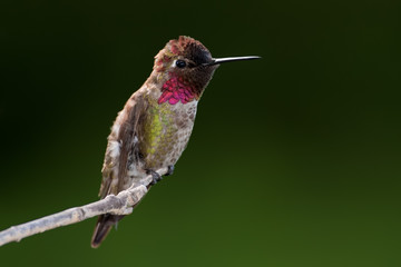 Anna's Hummingbird (Calypte anna)