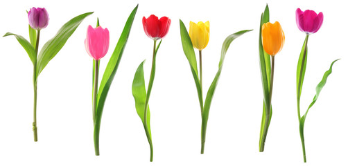 Obraz premium Wiosna tulipan kwitnie z rzędu odizolowywającego na bielu
