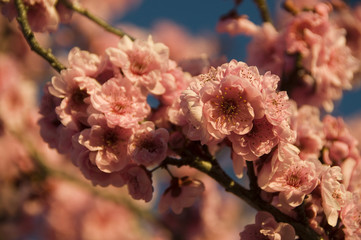 cherry blossom