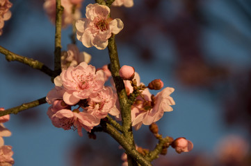 cherry blossom