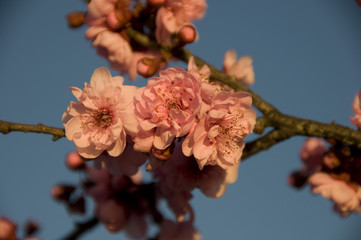 cherry blossom