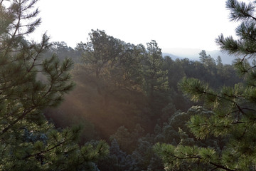 Obraz na płótnie Canvas Sunrise in a New Mexico Pine Forest