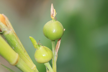 a peculiar plant
