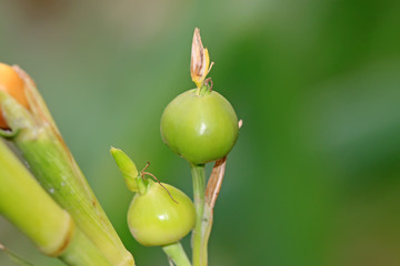a peculiar plant