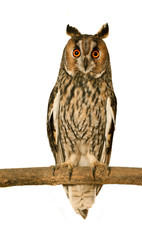 Long-eared Owl - 29843061