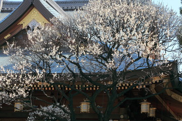 白梅 (東京・湯島天神)