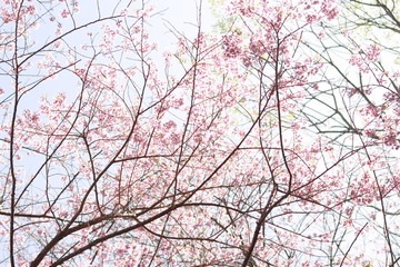 Sakura pink flower tree branches with white sky