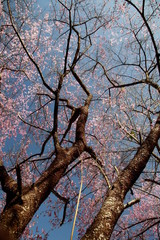 Two sSakura pink flower trees under view with blue sky