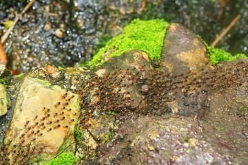 Ant battalion row in forest