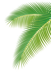 Obraz premium Leaves of palm tree on white background. Vector illustration.