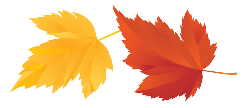 Fall Leaf Cartoon Images – Browse 80,831 Stock Photos, Vectors, and Video |  Adobe Stock