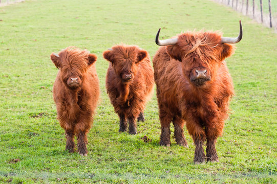 Grazing yak and two baby yaks