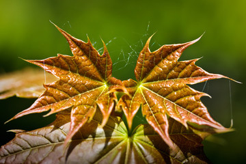 Two spring maple leaves with cobweb threads