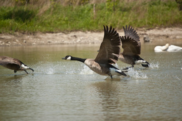 Canada Geese Taking Off from a Pond