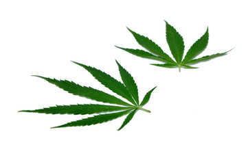 Green leaf of Hemp