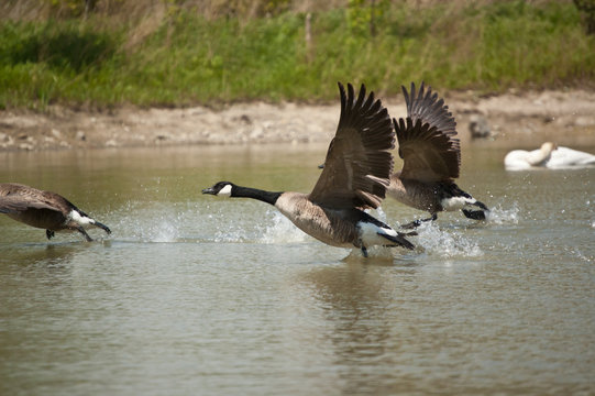 Canada Geese Taking Off from a Pond