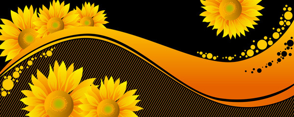 beautiful yellow Sunflowers on black background