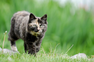 Langhaarige Katze im Gras