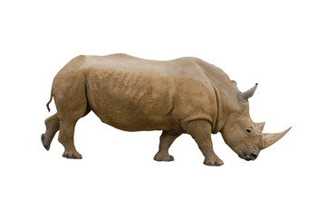 Rhino isolated on white