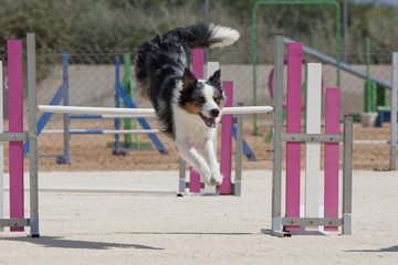 Perro Dog
