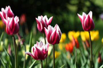 Tulips flowers
