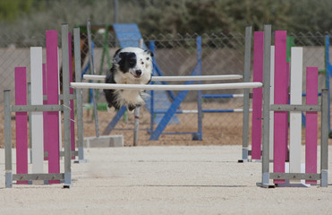 Perro Dog