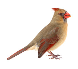 Fototapeta premium Northern Cardinal, Cardinalis cardinalis, isolated