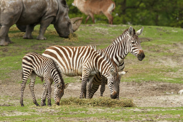 Fototapeta na wymiar Family of zebra's with baby eating