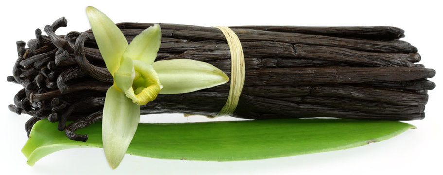 fleur, feuille et gousses de vanille Bourbon