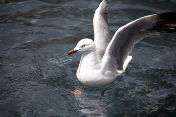 Seemöwe im Wasser 0428