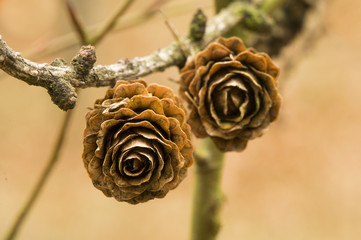 Larch cone