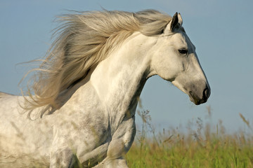 Obraz na płótnie Canvas biały koń z długą grzywą