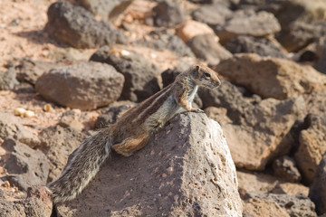 Ground Squirrel