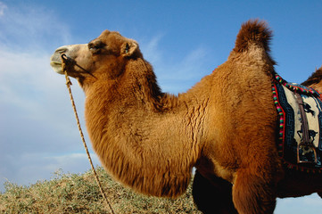 Camel